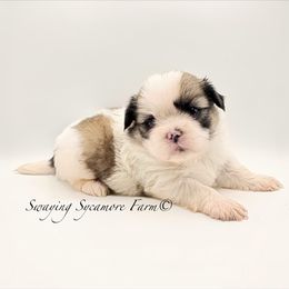 Brindle and White Male - Brindle and white male Shih Tzu puppy in Crawfordsville, Indiana from Swaying Sycamore Farm