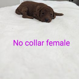 Girl 4 - Red  Poodle puppy in Gastonia, North Carolina from Singer Standards