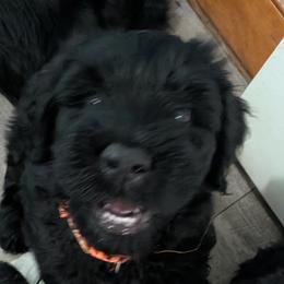Giant Schnauzers from Princess Vivi Giant Schnauzer