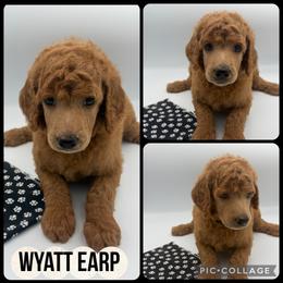Wyatt Earp - Red  male Poodle puppy in Mount Vernon, Illinois from AMC Poodles