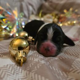 Bubbles - Tri-Roan male English Springer Spaniel puppy in Cookeville, Tennessee from Krossroads Kennel