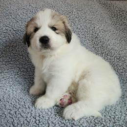 Dolly - Light blue collar - White and badger female Great Pyrenees puppy in Monmouth, Maine from Flewelling Great Pyrenees