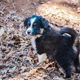 Jade - Black tri-color female Australian Shepherd puppy in Silex, Missouri from Small Town Australian Shepherds