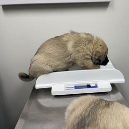 Anatolian Shepherd Dog Puppies from Smithville Hay Livestock Guardian Dogs