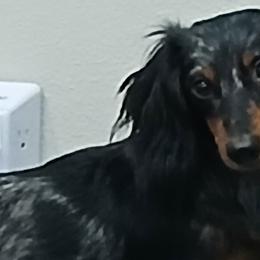 Dachshunds from Boopenstein Doxies