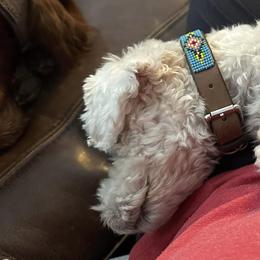 Assorted Doodle Crosses Puppies from Hippdoodranch