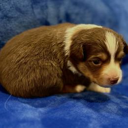 Red - Red tri male Toy Australian Shepherd puppy in Lame Deer, Montana from Bar M Toy Aussies