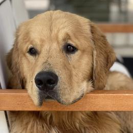 Golden Retrievers from Eastleigh Goldens