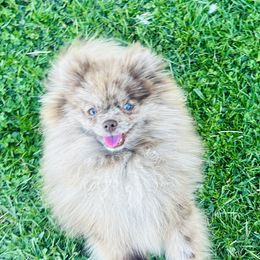 Canelo - Pomeranian