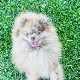 Canelo - Pomeranian