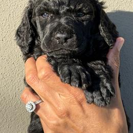 Ozzy - Blue male Poodle puppy in Tampa, Florida from Enjoy Life Poodles