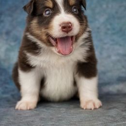Australian Shepherd Puppies from Miracle Meadows Aussies