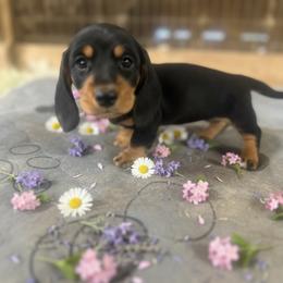 Willow - Black and tan female Dachshund puppy in Sallisaw, Oklahoma from Wild West Dachshunds
