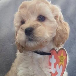 Yellow collar boy - Buff male Cockapoo puppy in Middletown, Ohio from Blessed Chaos
