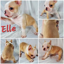 Boston Terrier and French Bulldog Puppies from Tiffany Pohl's Boston Terriers & French Bulldogs