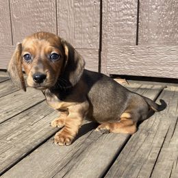 Red - Red male Dachshund puppy in Gravois Mills, Missouri from Benji’s Babies