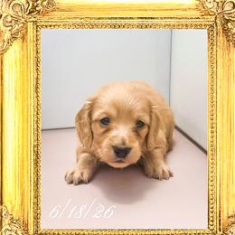 Princess Diana - Cream female Dachshund puppy in Splendora, Texas from Ram’s Kennels