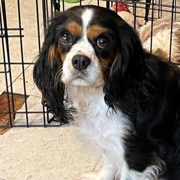 Jenny - Cavalier King Charles Spaniel