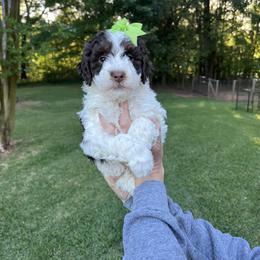 Bernedoodle and Goldendoodle Puppies from Allie's Southern Doodles