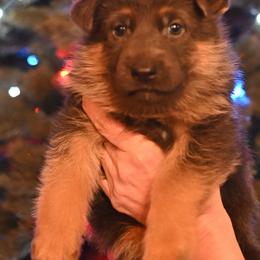 Lavender - Blue female German Shepherd puppy in Florissant, Colorado from Vom Dortmunder German Shepherds