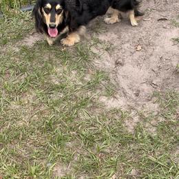 Livvy - Black and cream female Dachshund puppy in Call, Texas from Dachshund D’Amore