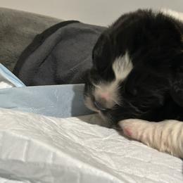 Baby Gray - Black male Newfoundland puppy in Marysville, Washington from Black Lions Newfoundlands