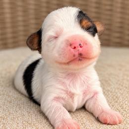 Benji - Parti male Yorkshire Terrier puppy in Jacksonville, Florida from Yorktown Yorkies