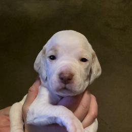 Aspen - Fawn male Braque du Bourbonnais puppy in Deer Lodge, Tennessee from Steady Wind Braque du Bourbonnais Pointers