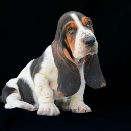 Basset Hound Puppies from Kylee's Bassets