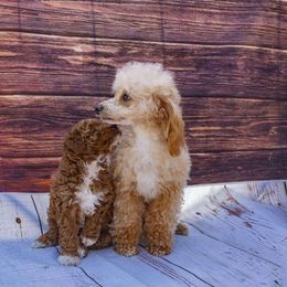 Winnie - Poodle