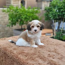 Cavachon, Cavalier King Charles Spaniel, Cavapoo, and Havanese Puppies from Peaks Pups & Cavachon Love Chocolate Cavaliers, Cavaliers, Cavachon’s, Cavapoos & Havanese