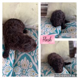 Assorted Doodle Crosses and Goldendoodle Puppies from Sweet Southern Doodles