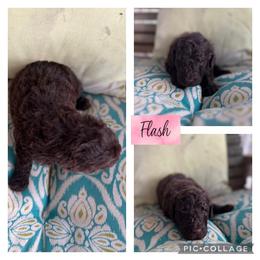 Assorted Doodle Crosses and Goldendoodle Puppies from Sweet Southern Doodles