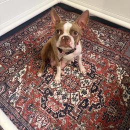 Marley - Boston Terrier