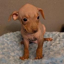 Static - Chocolate male American Hairless Terrier puppy in Phoenix, Arizona from Bare Valley