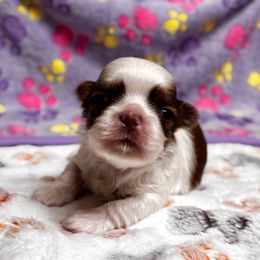 Boy 1 - Red and white male Shih Tzu puppy in Oakville, Washington from Pine Pawz