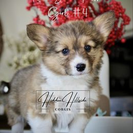 Red.Sable FLUFF Girl 4 kept tail - Red female Pembroke Welsh Corgi puppy in Locust Grove, Oklahoma from Hidden Hillsides Corgis