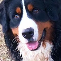 Bernedoodles from The Great Puppy Patch