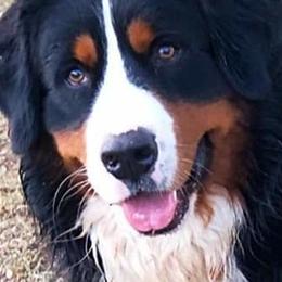Bernedoodles from The Great Puppy Patch