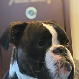 Boxer All Grown Up from Fitzgerald’s Boxers