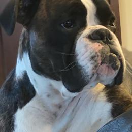 Boxer All Grown Up from Fitzgerald’s Boxers