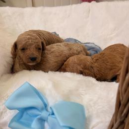 Blue - Red  male Goldendoodle puppy in Shingle Springs, California from Creamy Retrievers