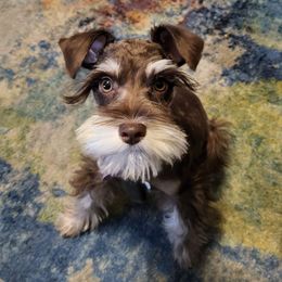 Zoey - Miniature Schnauzer