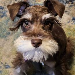 Zoey - Miniature Schnauzer