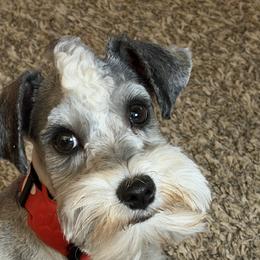 Mickey - Miniature Schnauzer