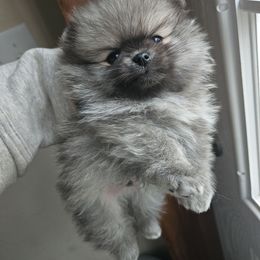 Scrappy - Cream sable male Pomeranian puppy in Austin, Texas from Heart Of Texas Pom's