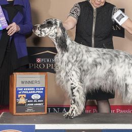 English Setters from BIRDHAVEN
