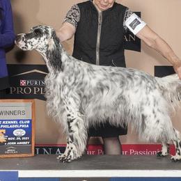 English Setters from BIRDHAVEN