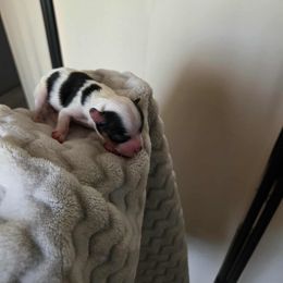 Mouse (boy 3) - Black tan and white male Biewer Terrier puppy in El Paso, Texas from De La Rosa Biewers