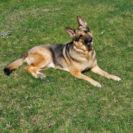 German Shepherd All Grown Up from Marbany Kennels